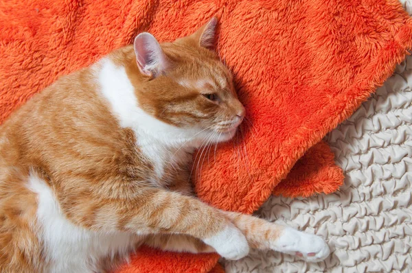 Gato Vermelho Brilhante Docemente Dormindo Sofá Gato Adoeceu — Fotografia de Stock