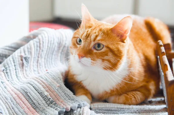 ソファに横になっている面白い赤猫 — ストック写真
