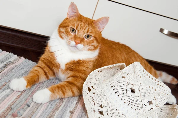 大きな白いカーニバル帽子と赤の面白い猫 — ストック写真