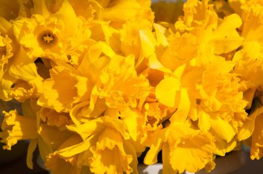 Sarı nergis arka plan, bahar çiçekleri