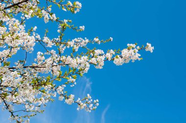 Sakura. Kiraz çiçekleri Japonya. Pembe bahar çiçeği arka plan. Mavi gökyüzü arka plan üzerinde kiraz ağacının dalını