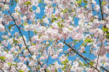 Sakura. Kiraz çiçekleri Japonya. Pembe Beyaz bahar çiçeği arka plan. Mavi gökyüzü arka plan üzerinde kiraz ağacının dalını