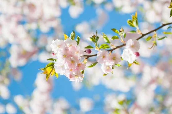 Sakura Flores Cerezo Japón Fondo Flor Primavera Rosa Rama Cerezo — Foto de Stock