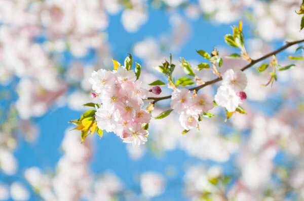 Sakura. Cherry blossoms japan. Pink spring blossom background. Branch of a cherry tree on a blue sky background