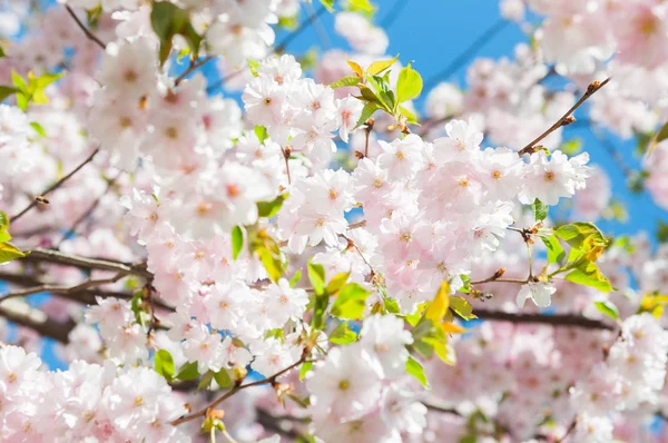 Sakura Flores Cerezo Japón Fondo Flor Primavera Rosa Rama Cerezo — Foto de Stock