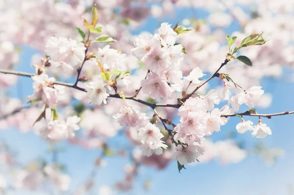 Sakura Flores Cerezo Japón Fondo Flor Primavera Rosa Rama Cerezo — Foto de Stock