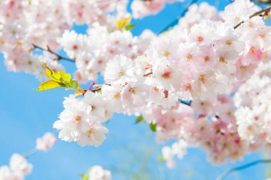 Sakura. Kiraz çiçekleri Japonya. Pembe bahar çiçeği arka plan. Mavi gökyüzü arka plan üzerinde kiraz ağacının dalını