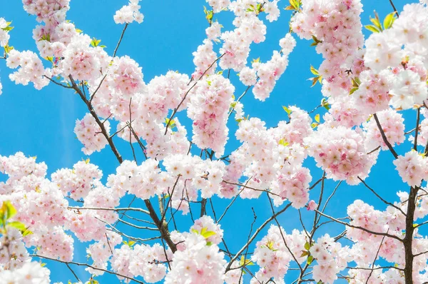 Sakura Flores Cerezo Japón Fondo Flor Primavera Rosa Rama Cerezo — Foto de Stock