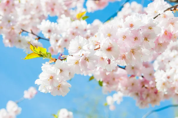 Sakura Flores Cerezo Japón Fondo Flor Primavera Rosa Rama Cerezo — Foto de Stock