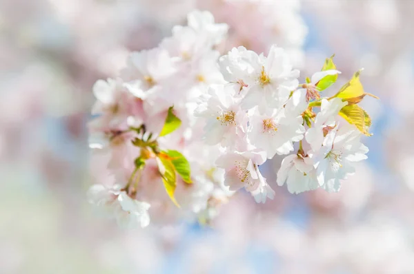 Sakura Con Espacio Para Texto Flores Cerezo Japón Fondo Flor — Foto de Stock