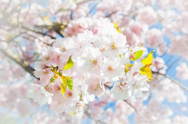 Sakura Con Espacio Para Texto Flores Cerezo Japón Fondo Flor — Foto de Stock
