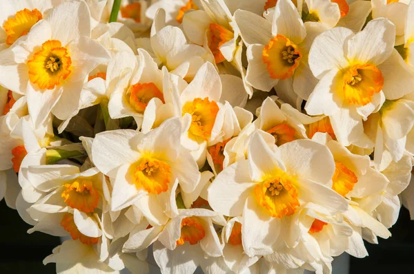 Amarelo Com Narcisos Brancos Fundo Buquê Narciso Flores Primavera — Fotografia de Stock