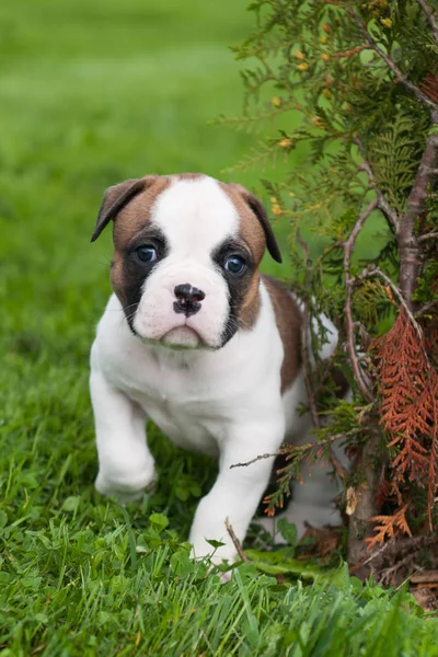 Grappige mooie rode Amerikaanse Bulldog-pup loopt op het gras — Stockfoto