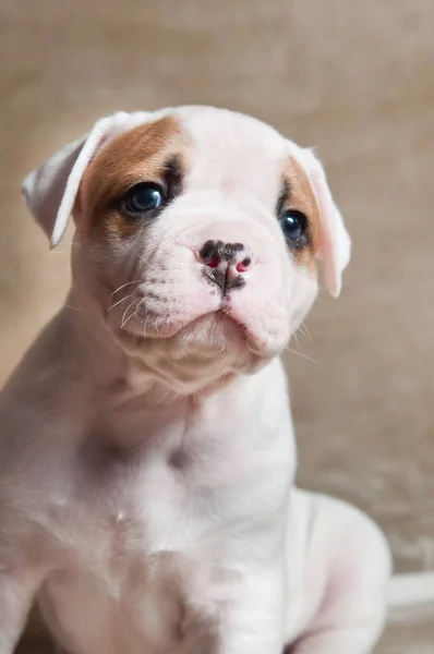 Lustige rote weiße Farbe amerikanische Bulldogge Welpe auf hellem Hintergrund. — Stockfoto