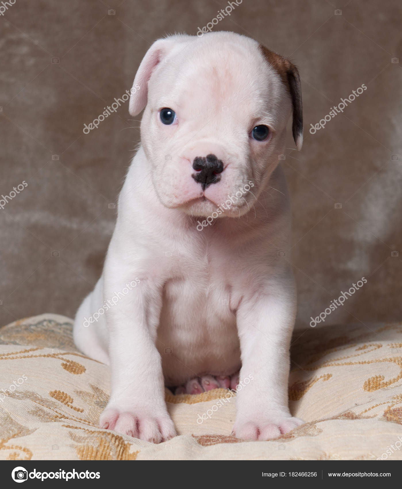 small american bulldog