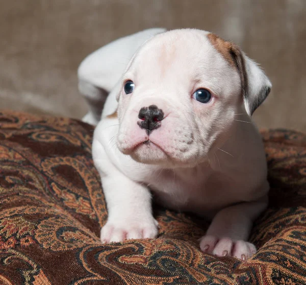 Divertente piccolo rosso bianco colore American Bulldog cucciolo su sfondo chiaro . — Foto Stock