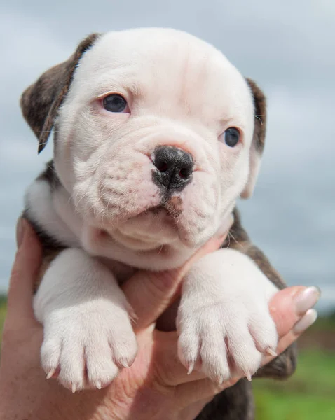 Filhote de cachorro Bulldog americano engraçado a mãos — Fotografia de Stock