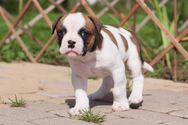 The puppy is lost. Funny nice red white coat American Bulldog puppy is walking on nature