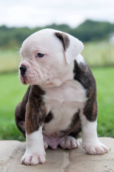 Lustige schöne rote Tigerjacke amerikanische Bulldogge Welpe läuft auf der Natur — Stockfoto