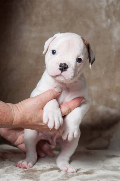 Маленький американский бульдог щенок на руках на светлом фоне — стоковое фото