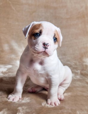 Komik kırmızı beyaz renk Amerikan Bulldog yavrusu ışık arka plan üzerinde.