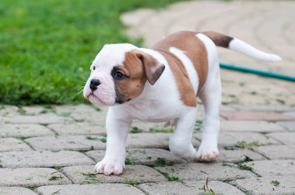 The puppy is lost. Funny nice red white coat American Bulldog puppy is walking on nature — Stock Photo, Image