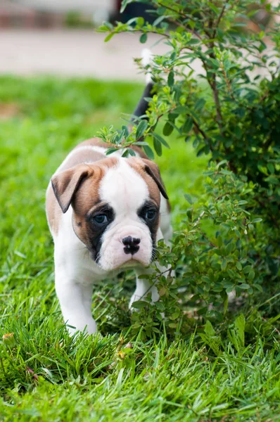 Drôle agréable rouge américain bouledogue chiot sur la nature — Photo