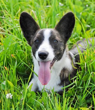 Galce hırka Corgi köpek çimenlerde yalan