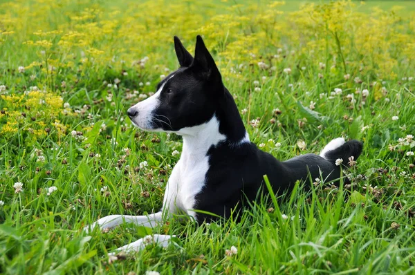 Basenji μαύρο σκυλί στο γρασίδι — Φωτογραφία Αρχείου