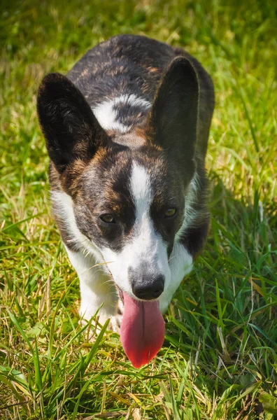 Welsh Corgi Cardigan hund är walkingin gräset — Stockfoto