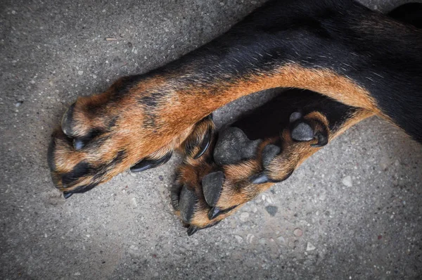 Patas de perro grande — Foto de Stock
