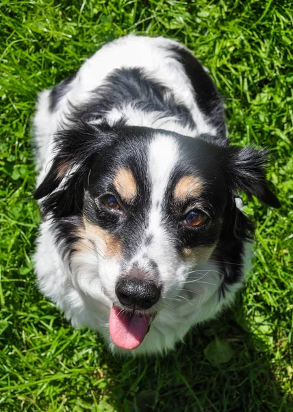 Svart och vit hund ber om mat — Stockfoto