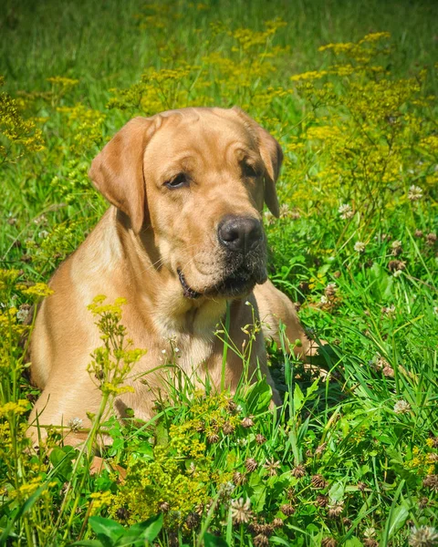 Лабрадорская собака на траве в поле — стоковое фото