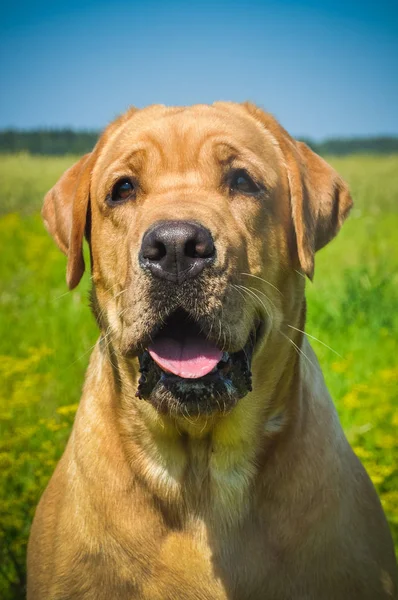 Labrador hund porträtt på gräset i fältet — Stockfoto