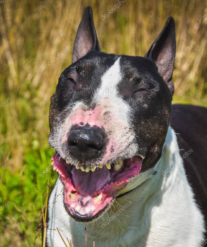 Bull Terrier Hund lächelt — Stockfoto © zannaholstova 182614762