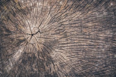 Tasarım için eski ağaç kütüğü doku.