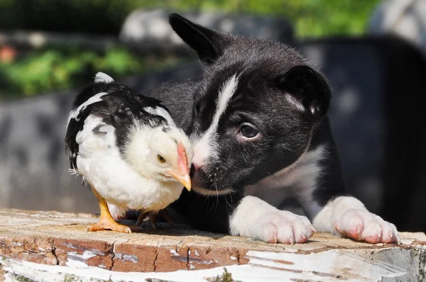 Pasen achtergrond met puppy hondje en een beetje kip — Stockfoto