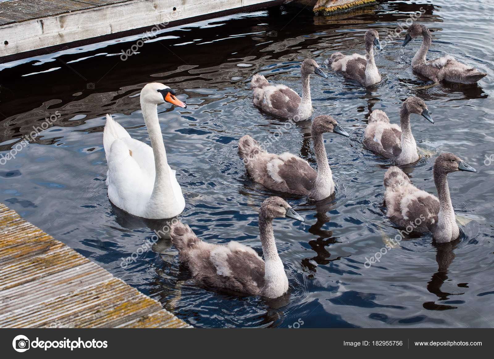 Cygne Avec Cygnes Ou Cygnes Image Libre De Droit Par Zannaholstova C