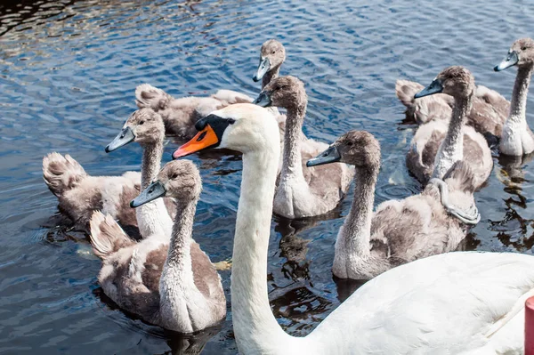 Cisne con cigüeñas o cisnes bebé — Foto de Stock