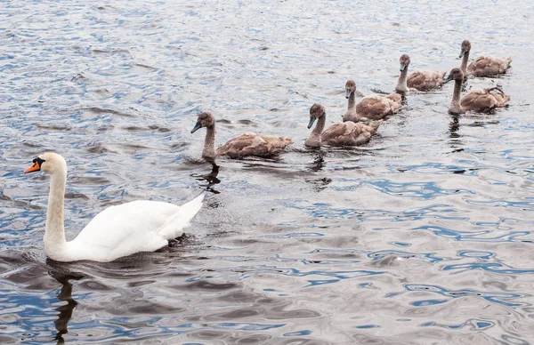 Cisne con cigüeñas o cisnes bebé — Foto de Stock