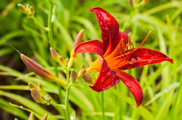 Una flor de lirio rojo con gotas de agua en el jardín — Foto de Stock