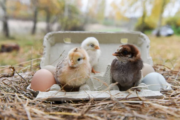chicken in egg box