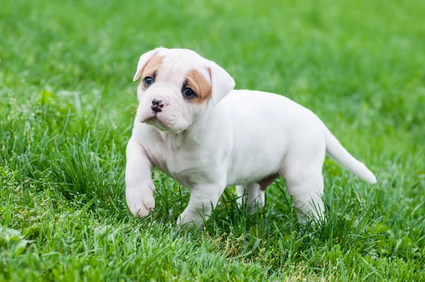 Engraçado bonito cachorrinho Bulldog americano vermelho está andando na grama — Fotografia de Stock