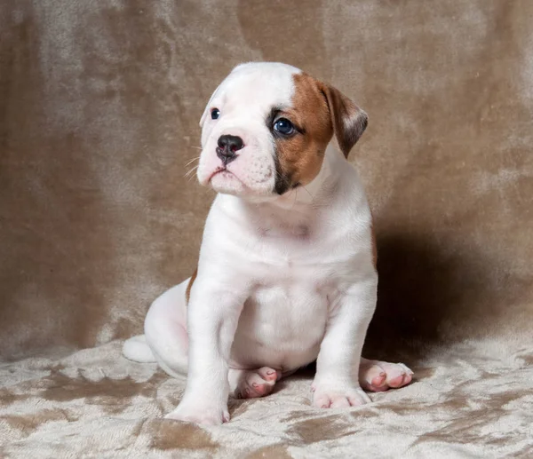 Funny red white color American Bulldog puppy on light background. — Stock Photo, Image