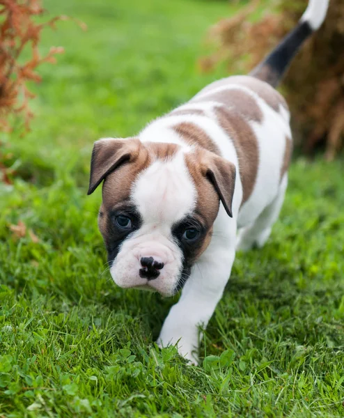 Grappig mooie rode Amerikaanse Bulldog puppy op de natuur — Stockfoto
