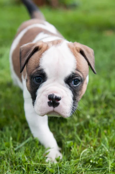 Engraçado bonito cachorrinho Bulldog americano vermelho na natureza — Fotografia de Stock