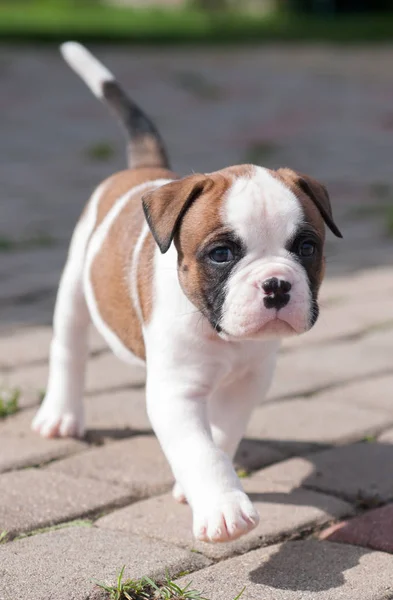 Funny nice red white coat American Bulldog puppy is walking on nature — Stock Photo, Image
