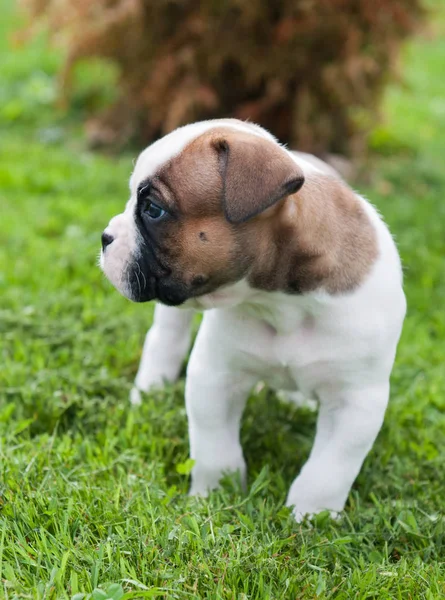 Vicces szép piros amerikai Bulldog kiskutya a természetben — Stock Fotó