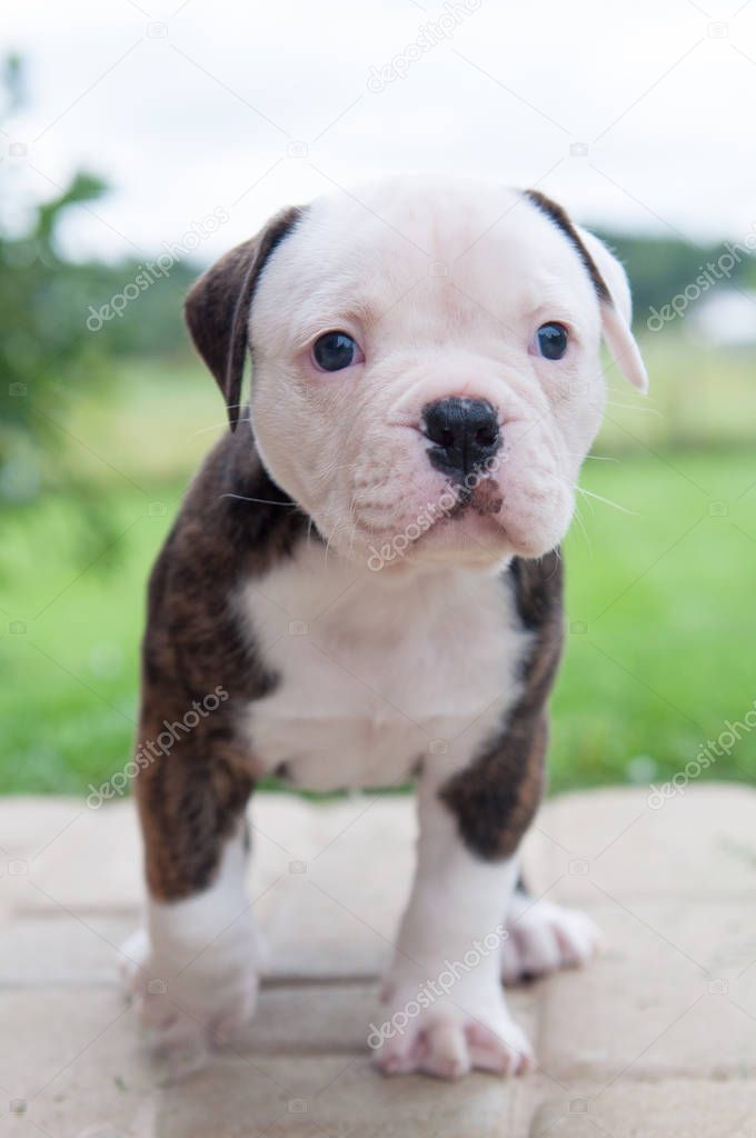 Funny nice red tiger coat American Bulldog puppy is walking on nature