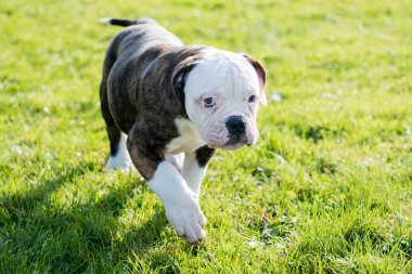 Amerikan Bulldog köpeği doğada